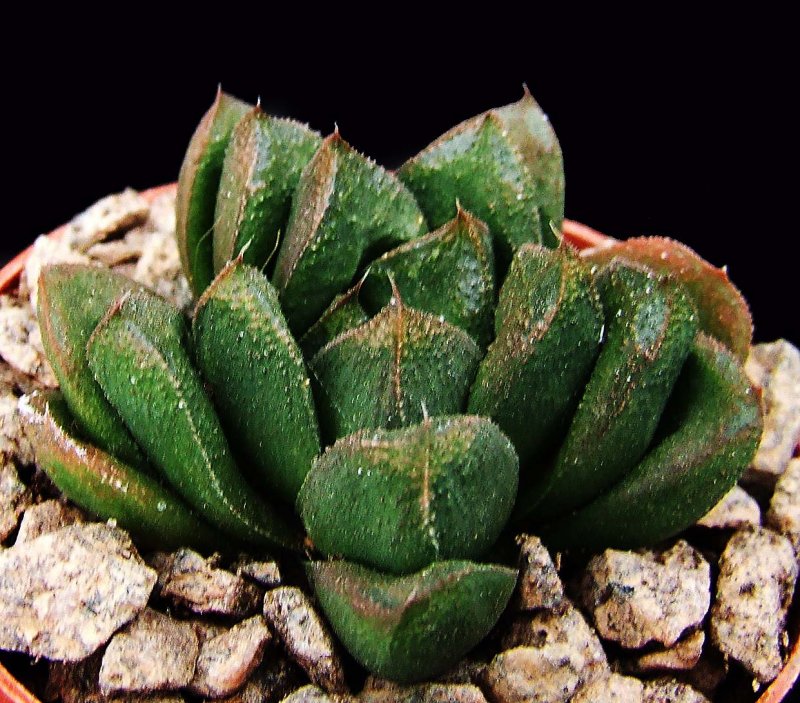 Haworthia truncata (хавортия)