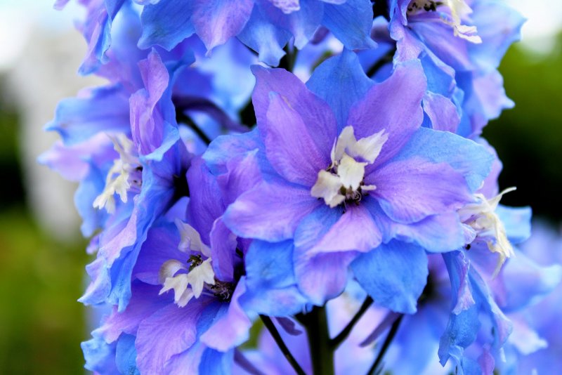 Дельфиниум Pagan Purples