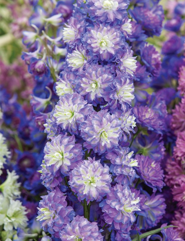 Дельфиниум Мэджик Фонтайнс Dark Blue with Dark Bee
