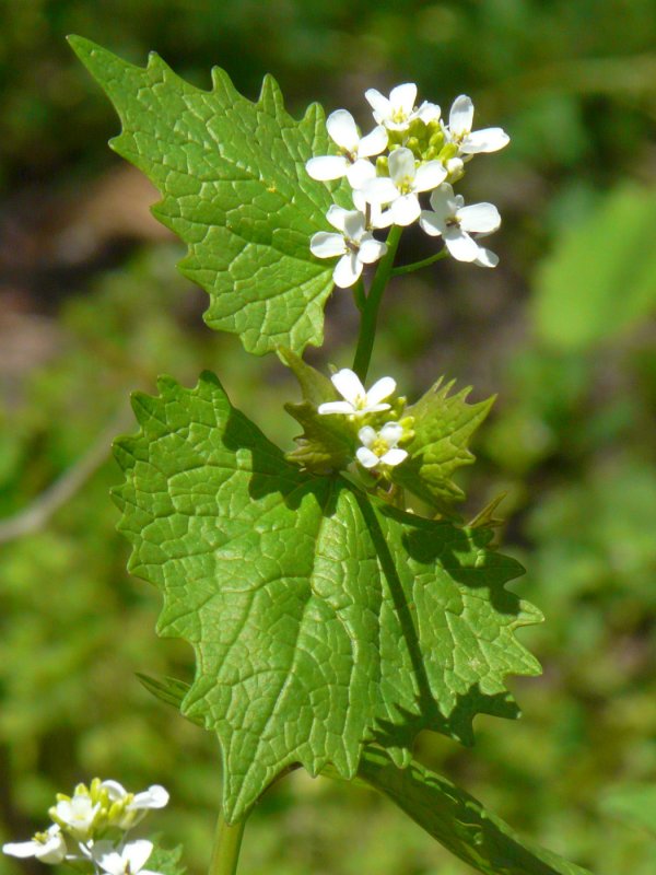 Чесночница черешковая Alliaria petiolata