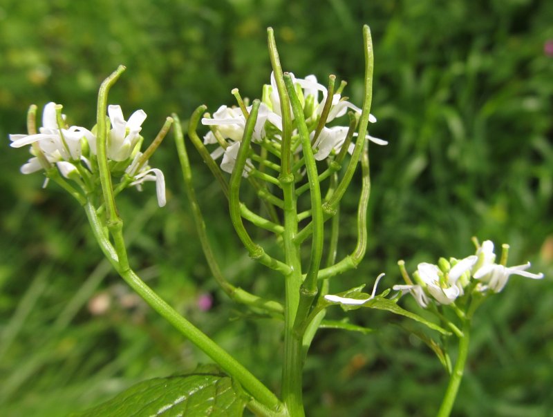Чесночница черешчатая (Alliaria petiolata bied.)
