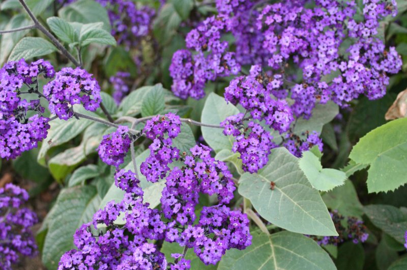Гелиотроп (Heliotropium arborescens) Marine