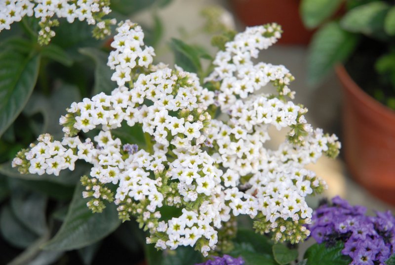 Гелиотроп (Heliotropium arborescens) Marine