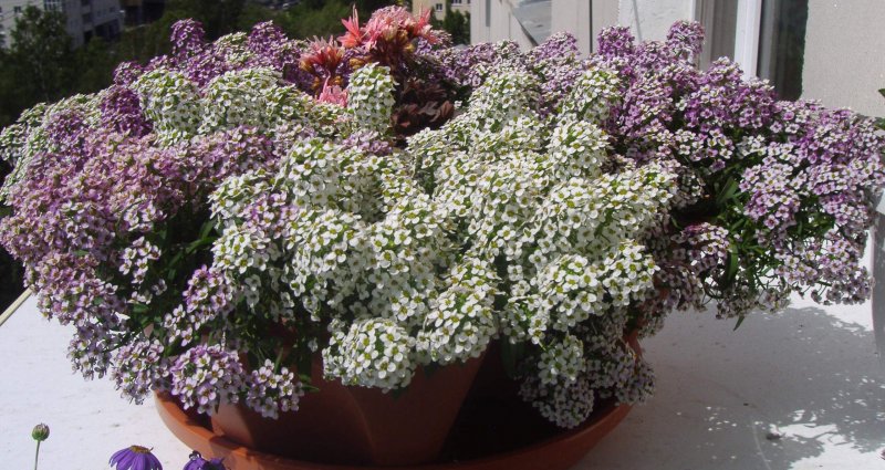 Бакопа Bacopa Double Indigo Blue