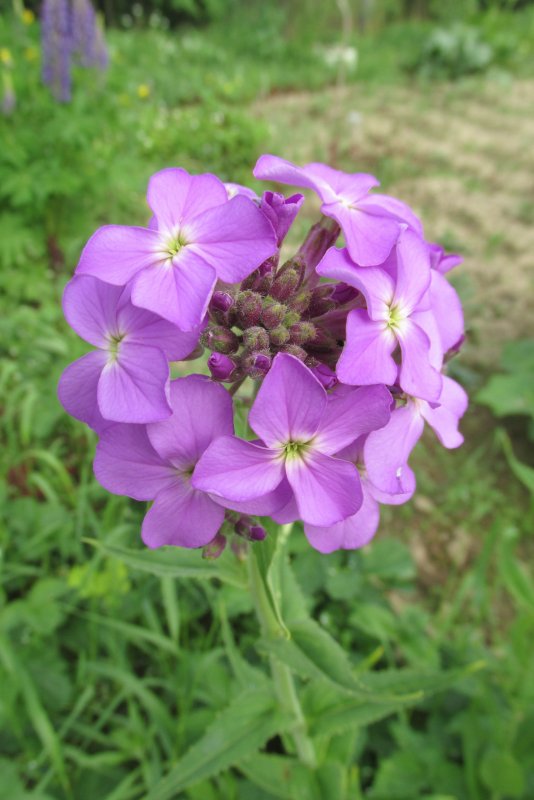 Hesperis matronalis