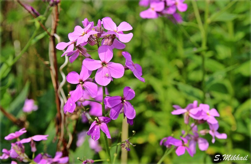 Вечерница ночная фиалка (Hesperis matronalis)