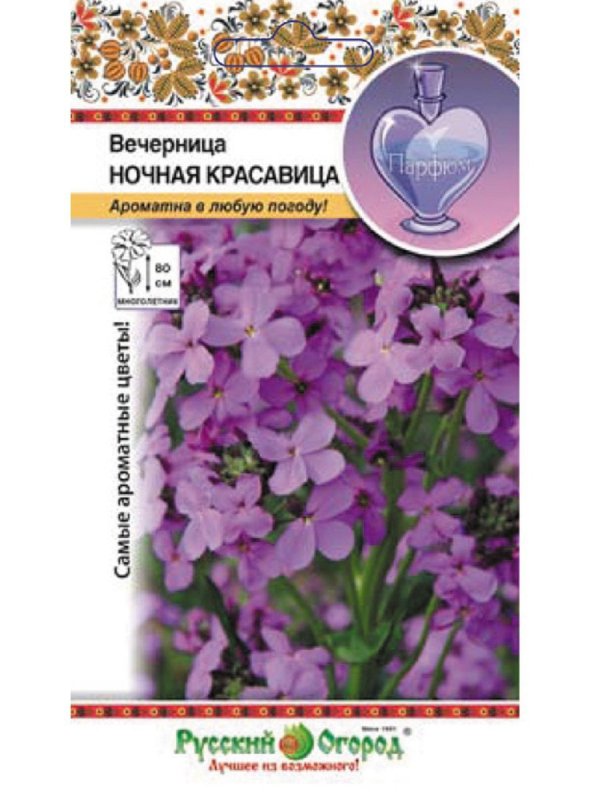 Вечерница ночная фиалка