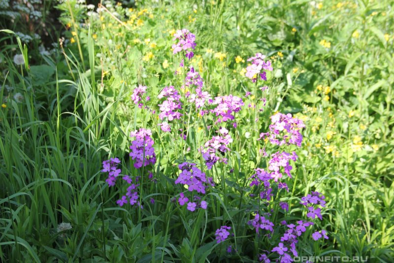 Ночная фиалка – Hesperis matronalis