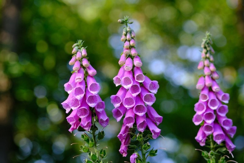 Foxgloves Excelsior strain
