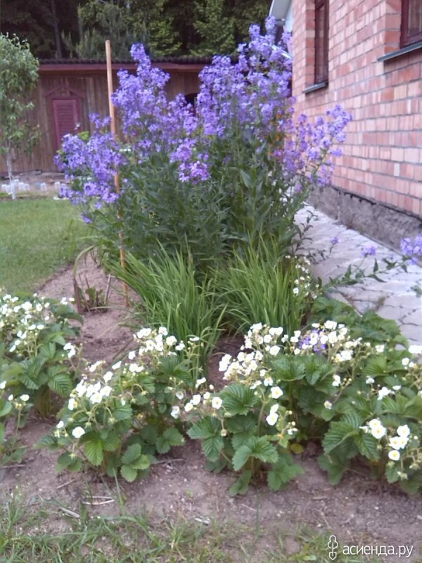 Вечерница Матроны ночная фиалка гесперис Hesperis matronalis