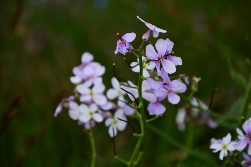 Вечерница Матроны ночная фиалка гесперис Hesperis matronalis