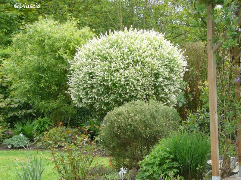 Дерен Cornus Kousa 'Milky way'