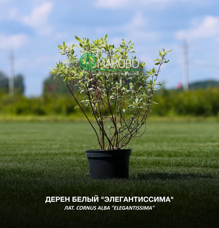 Дерен гортензия миндаль