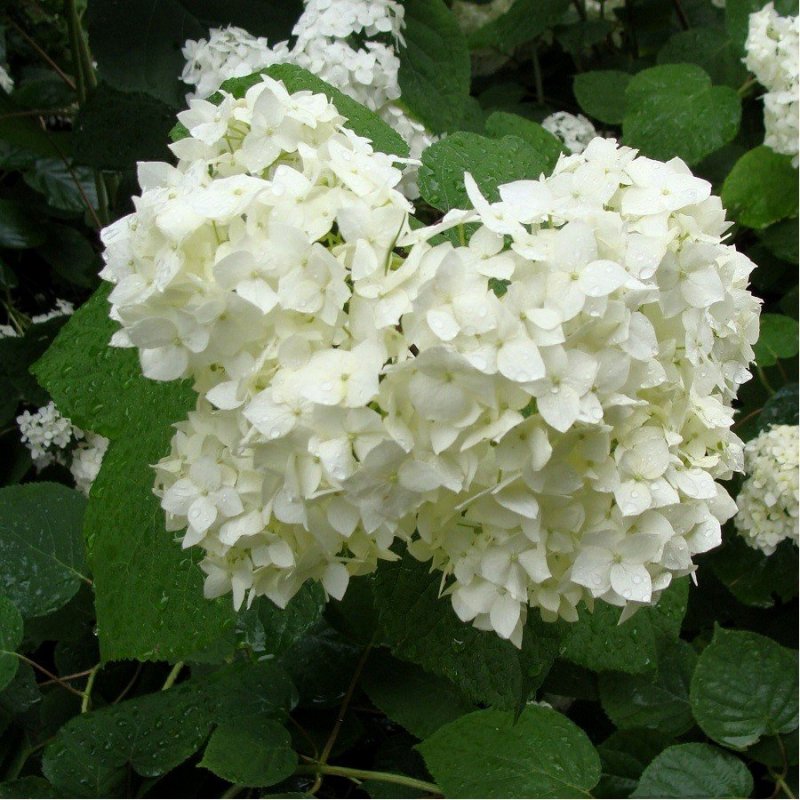 Гортензия древовидная grandiflora