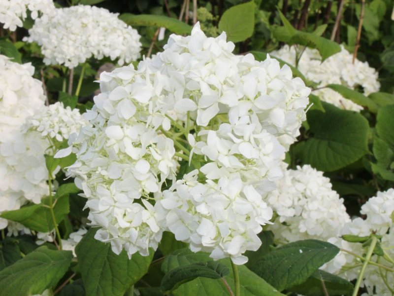 Гортензия древовидная грандифлора grandiflora