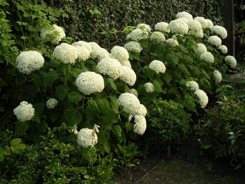 Гортензия древовидная grandiflora