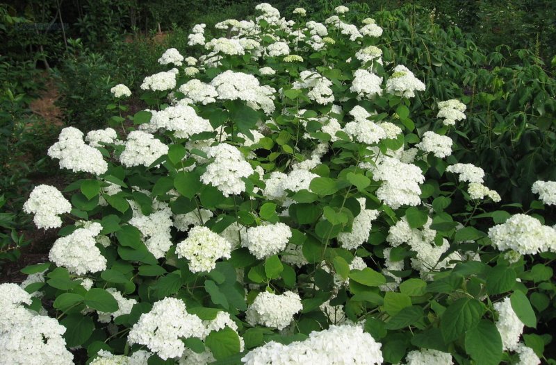 Гортензия древовидная grandiflora
