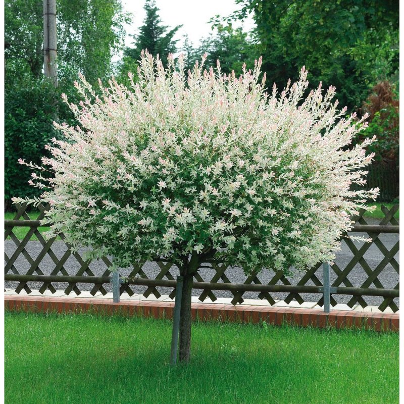 Ива цельнолистная Хакуро-нишики кустарник