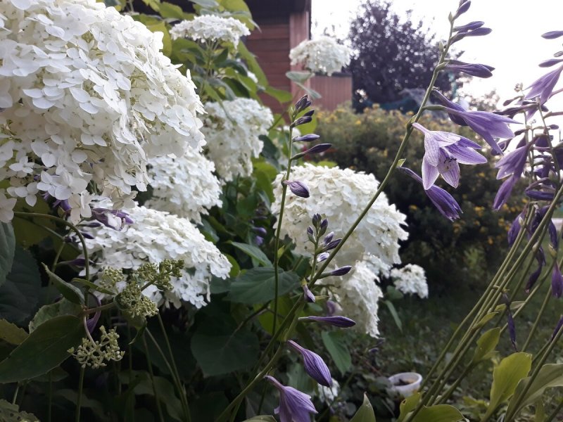 Гортензия грандифлора grandiflora