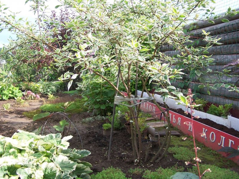 Дерен белый Cornus Alba Argenteomarginata