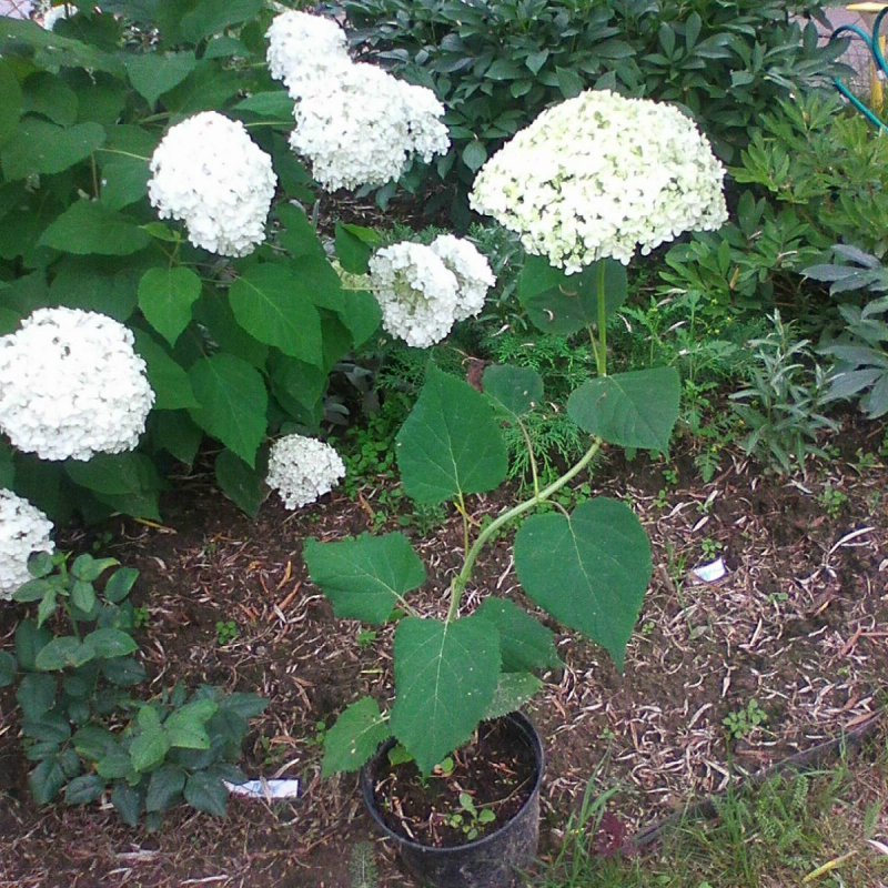 Гортензия древовидная grandiflora