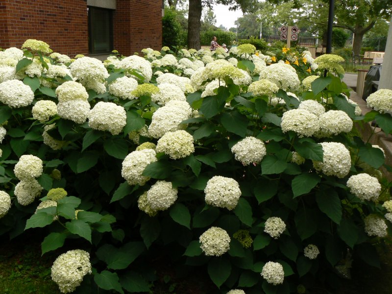 Гортензия метельчатая грандифлора grandiflora