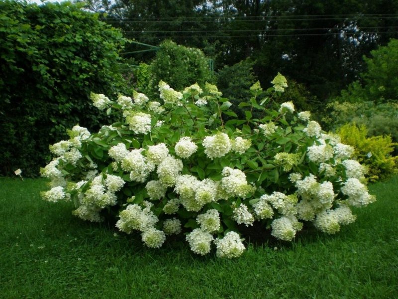 Гортензия метельчатая грандифлора grandiflora