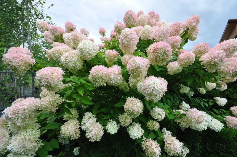 Гортензия grandiflora