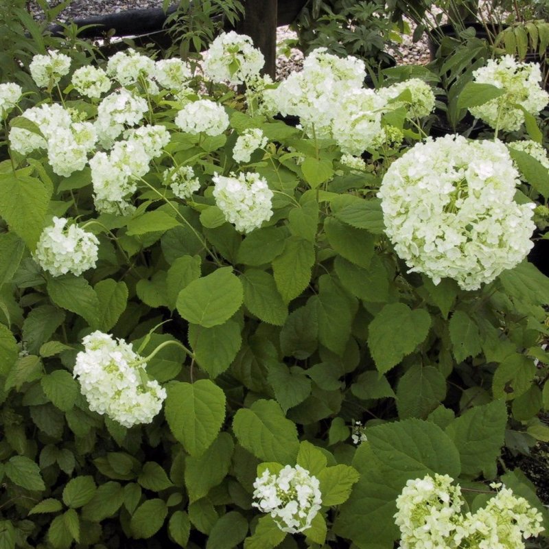 Гортензия древовидная grandiflora