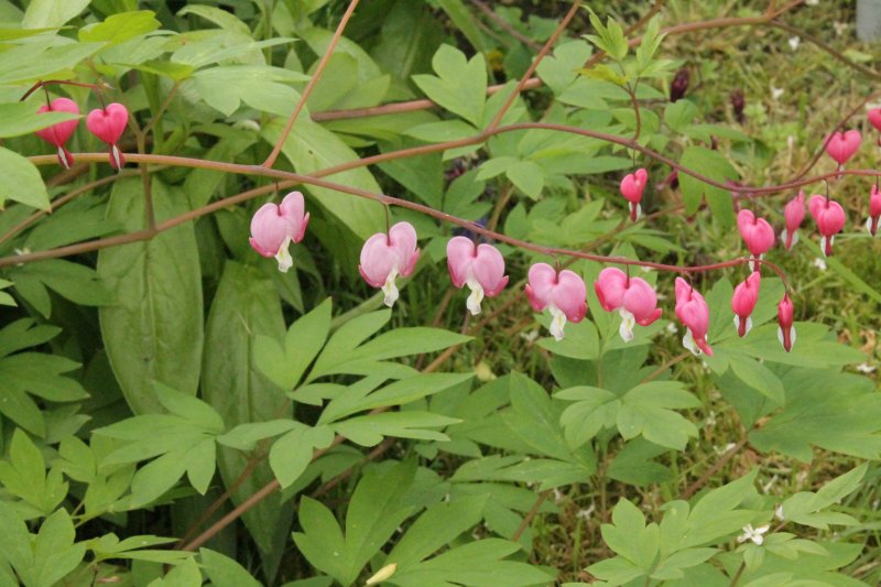 Многолетние дицентры (Dicentra).