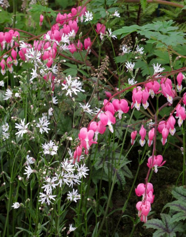 Dicentra spectabilis дицентра «White Gold»