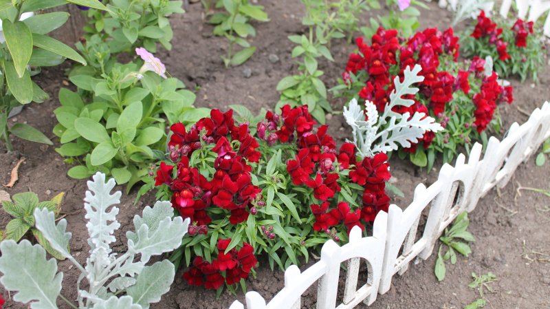 Алиссум Анютины глазки цветник