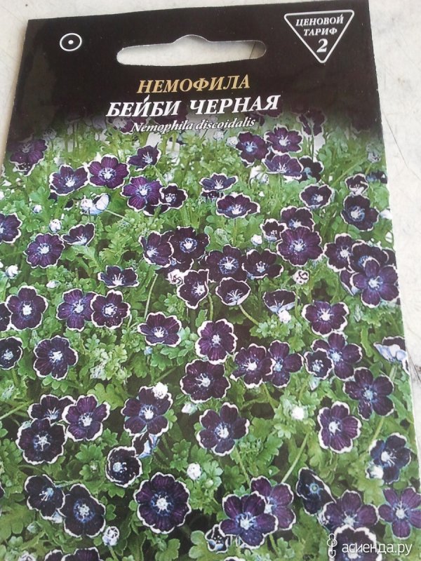 Немофила Мефистофель