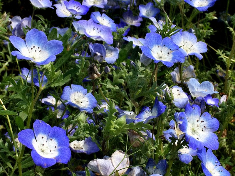 Nemophila группа
