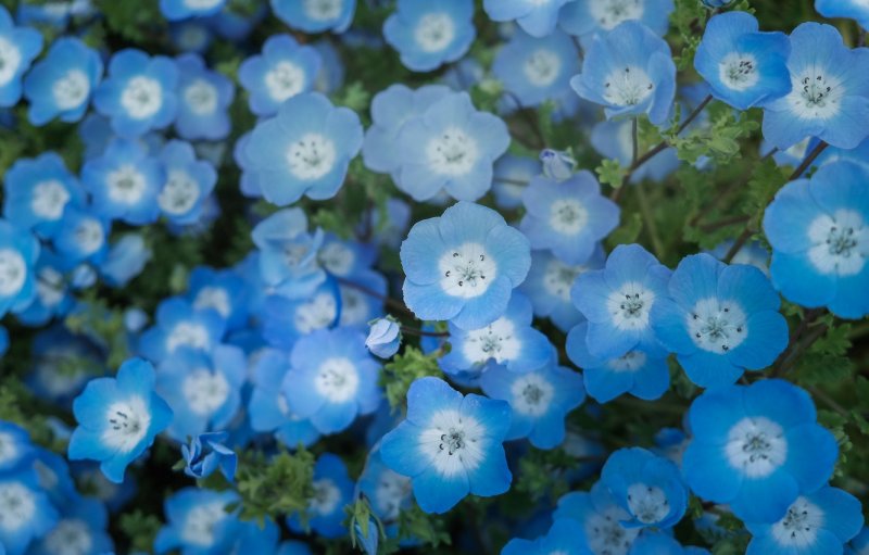 Phacelia campanularia