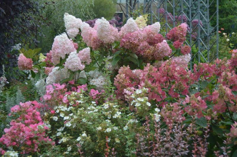 Гортензия метельчатая Touch of Pink