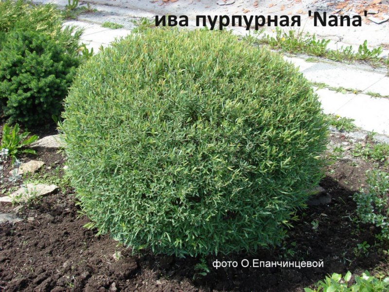Ива пурпурная Nana (Нана)