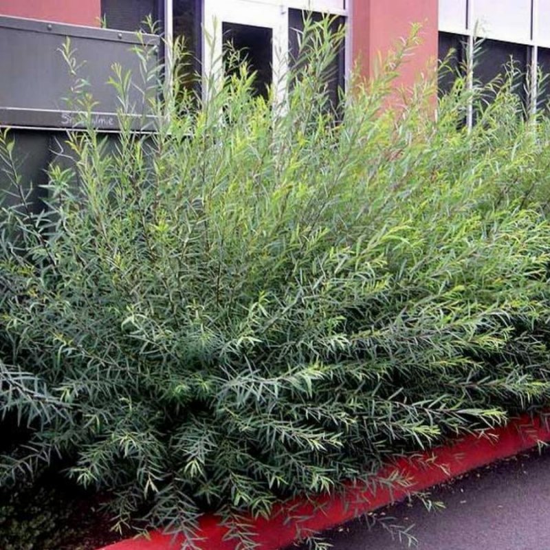Ива пурпурная Salix purpurea