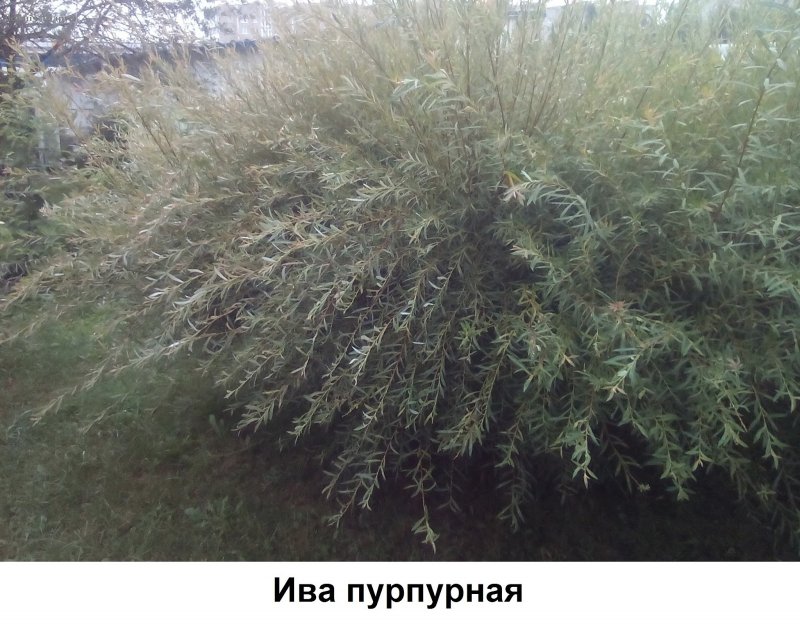 Кустарник Ива Нана