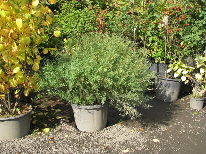 Ива пурпурная Salix purpurea Nana