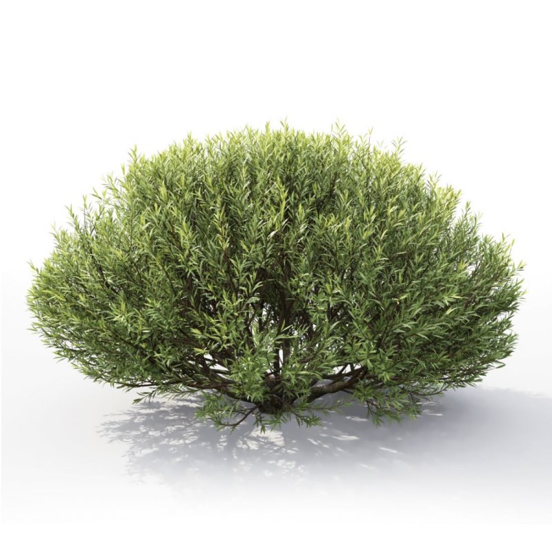 Salix appendiculata