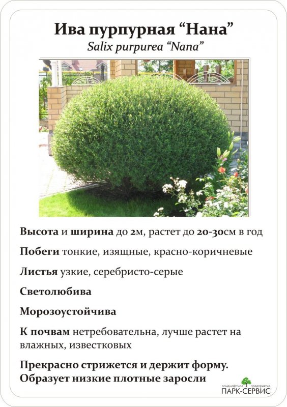 Ива пурпурная Пендула