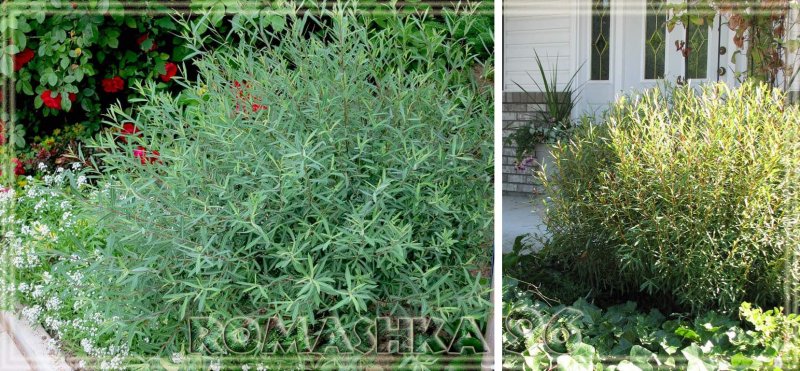 Ива пурпурная Нана Salix purpurea Nana / gracilis