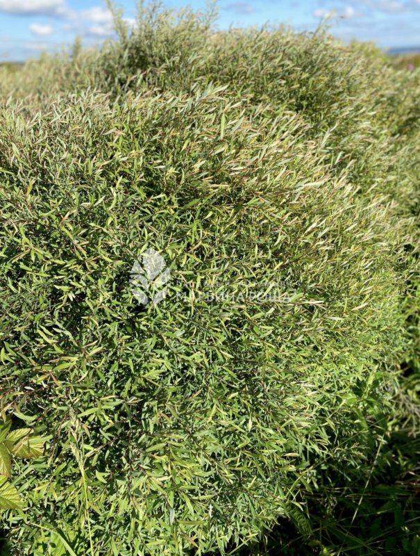 Ива пурпурная Salix purpurea
