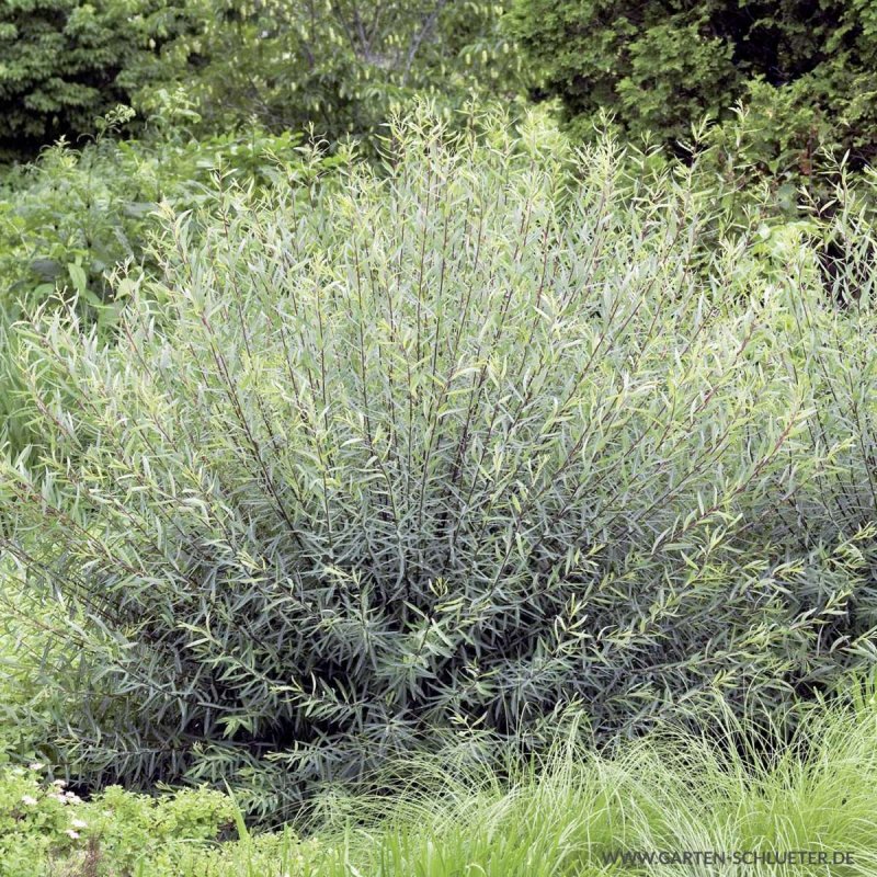 Ива пурпурная Salix purpurea