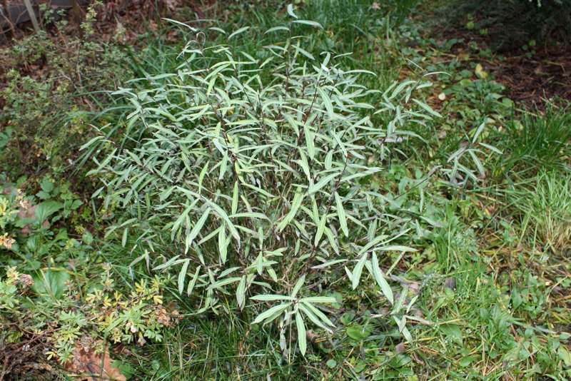 Ива пурпурная Salix purpurea Маяк