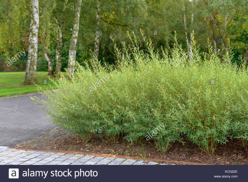 Ива пурпурная Salix purpurea usni