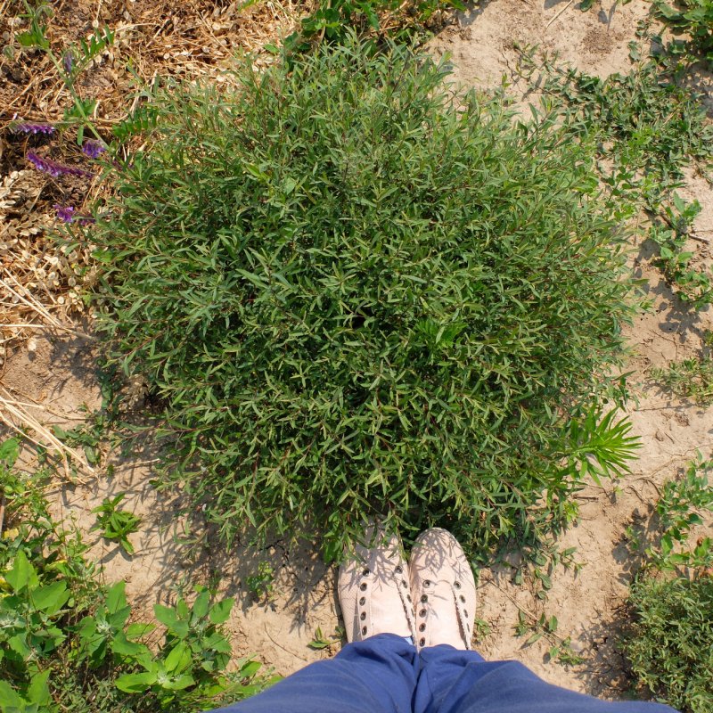 Ива пурпурная Salix purpurea