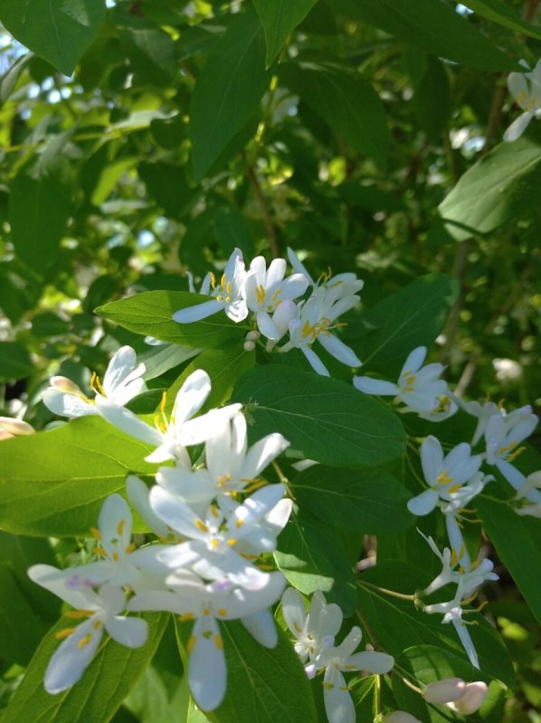 Lonicera xylosteum l. жимолость Лесная