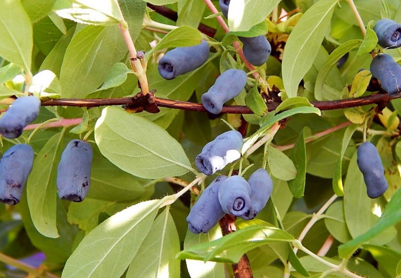 Жимолость куст